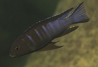 Chindongo bellicosus 'Zimbawe Rock'